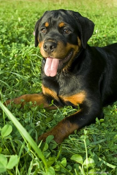 Effective Dandruff Relief for Rottweilers: Expert Care Tips