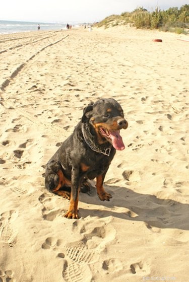 Effective Dandruff Relief for Rottweilers: Expert Care Tips