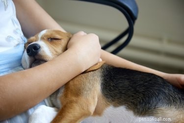 Professional Guide to Caring for Dogs in Heat