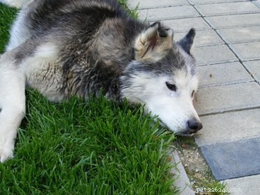 Why Has My Dog Suddenly Become Lethargic? 7 Key Signs & Solutions