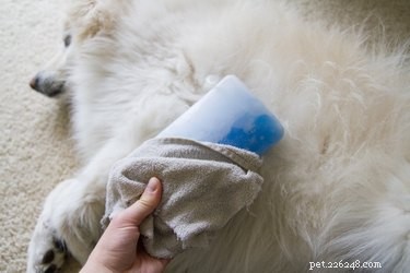 Treating Ant Bites in Dogs: Quick Home Care & Vet Guidance