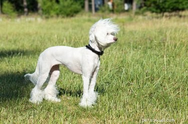 Prevent Hair Loss From Dog Collars: Expert Guidance