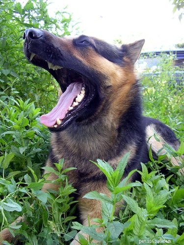 Eliminate Bad Dog Breath: A Pro Guide to Freshness and Health