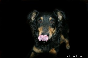 Proven DIY Remedy to Keep Dogs from Licking Hot Spots