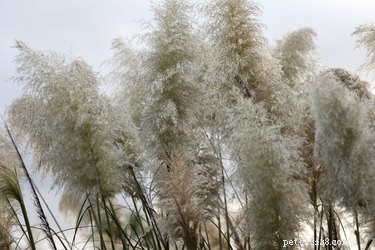 Are Ornamental Grasses Safe for Dogs? Identifying the Dangers & How to Protect Your Pet