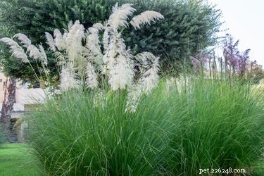 Are Ornamental Grasses Safe for Dogs? Identifying the Dangers & How to Protect Your Pet
