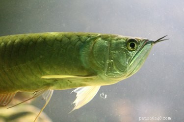 How to Properly Care for Arowana: A Comprehensive Guide