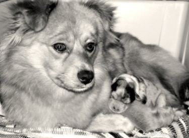 Caring for a Nursing Mother Dog: Essential Post-Birth Care Tips