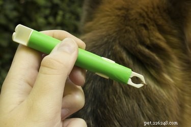 How to Identify Ticks vs. Skin Tags on Your Dog: Quick Steps & Safety Tips