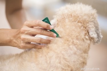 How to Identify Ticks vs. Skin Tags on Your Dog: Quick Steps & Safety Tips