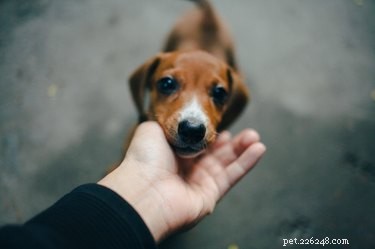 How to Safely Treat a Dog’s Eyelid Sty: Quick Steps & Prevention Tips