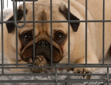 Keeping Your Dog Calm After Neutering: A Guide to Post‑Surgery Recovery