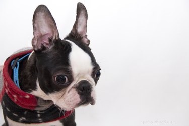 How to Recognize Deafness in Dogs: Signs, Training Tips & Care