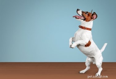 How to Recognize Deafness in Dogs: Signs, Training Tips & Care