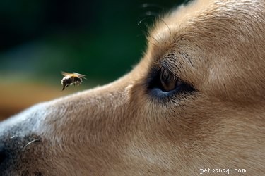 Safe Application of Calamine Lotion on Dogs: A Practical Guide