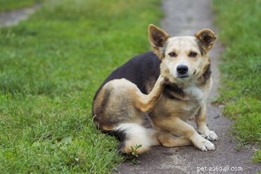 Effective Natural Oils to Eliminate Fleas from Your Dog