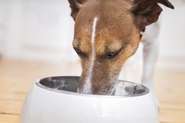 Effective Treatment of Rickets in Dogs: Diet, Care, and Recovery
