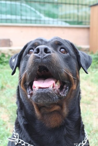 Treating Dry Skin in Rottweilers: Causes, Symptoms, and Care