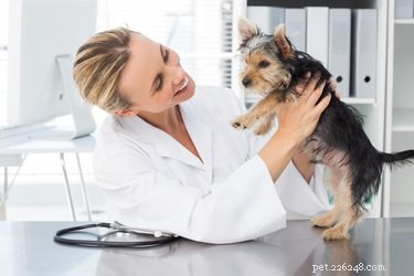 Spotting Lice vs. Fleas on Cats & Dogs: A Quick Guide