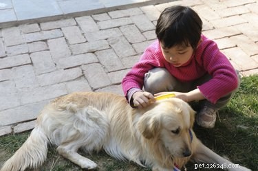 Spotting Lice vs. Fleas on Cats & Dogs: A Quick Guide