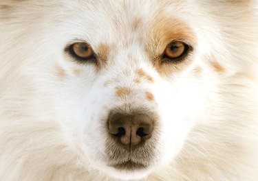 DIY Dog Eye Wash: Safe Homemade Solution for Clean, Healthy Eyes