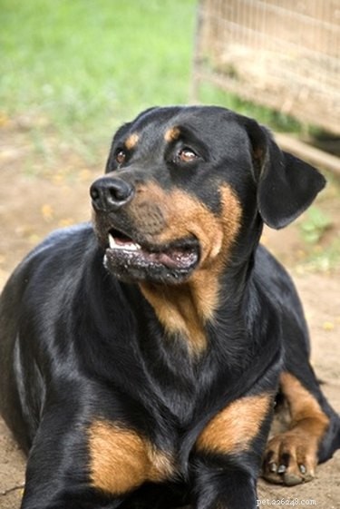 How to Effectively Mask Your Female Dog’s Heat Odor