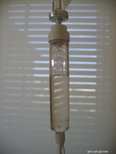 Safe Guide to Initiating IV Therapy in Dogs