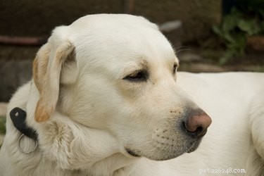 Professional Guide to Administering a Dog Enema Safely