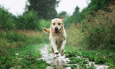 Common Causes of Dog Leg Cramps & How to Prevent Them