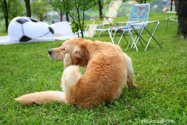 Effective Natural Solutions for Your Dog’s Itchy Skin