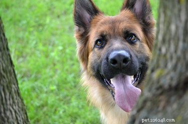 Why Do Dogs Chew Tree Bark? Causes, Health Concerns, and Prevention Tips