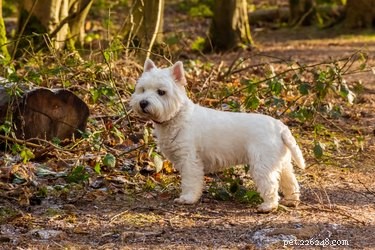 Why Do Dogs Chew Tree Bark? Causes, Health Concerns, and Prevention Tips