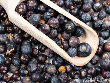 Juniper Berries: Are They Safe for Dogs?