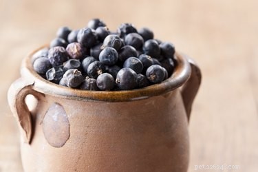 Juniper Berries: Are They Safe for Dogs?
