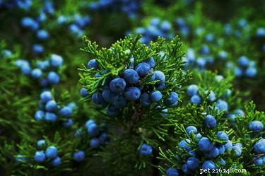 Juniper Berries: Are They Safe for Dogs?