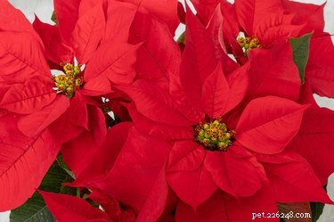 Are Poinsettias Harmful to Dogs? Understanding the Risks and Safety Precautions