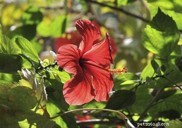 Are Hibiscus Plants Safe for Dogs? What You Need to Know