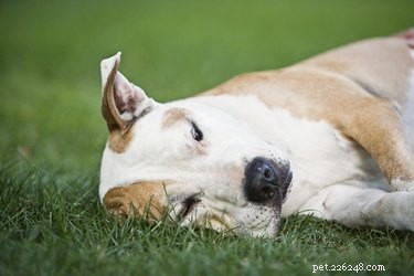 Are Hibiscus Plants Safe for Dogs? What You Need to Know