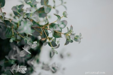 Is Eucalyptus Poisonous to Dogs? What You Need to Know