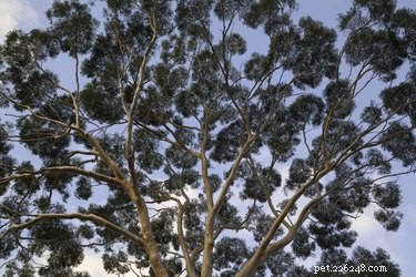 Is Eucalyptus Poisonous to Dogs? What You Need to Know
