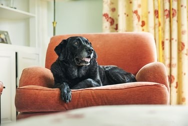 Is Eucalyptus Poisonous to Dogs? What You Need to Know
