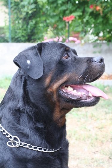 Effective Weight Gain Strategies for Your Rottweiler