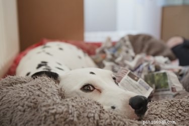 How to Spot When Your Dog Is About to Deliver: Key Labor Signs