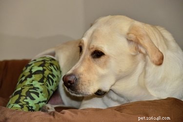 How to Spot a Pulled Muscle in Your Dog: Key Symptoms and Signs