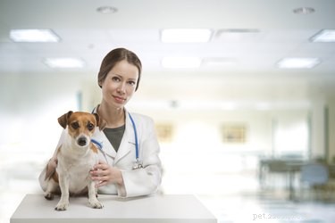 Recognizing Acid Reflux Symptoms in Dogs: A Guide for Pet Owners