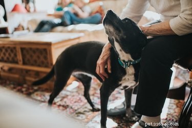 What to Expect After Deworming Your Dog: A Comprehensive Guide