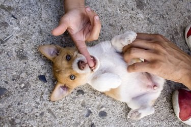 Identifying and Treating Common Stomach Rashes in Dogs