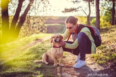Identifying and Treating Common Stomach Rashes in Dogs