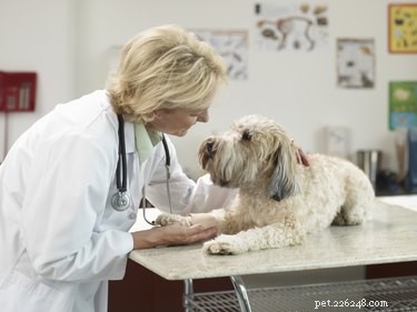 Effective Ways to Soothe Your Dog’s Cold Symptoms