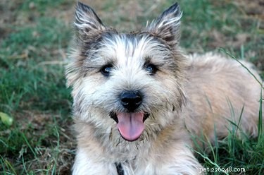 Understanding Proteus Bacteria Infections in Dogs: Symptoms, Risks, and Treatment